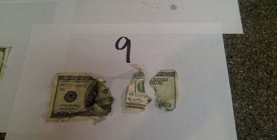Pies vs 1000$
