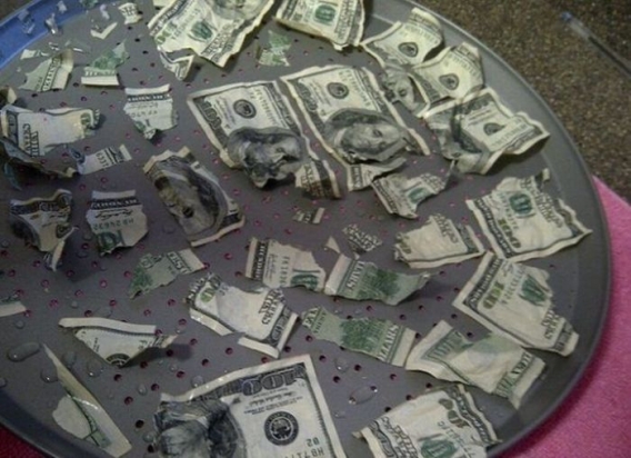 Pies vs 1000$